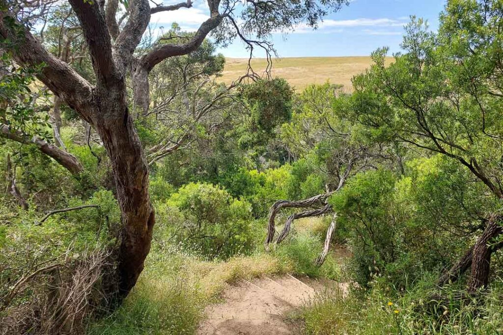 Two Bays Walking Trail Mornington Peninsula