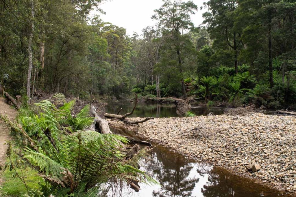 Fern Glade Nature Tasmania's North