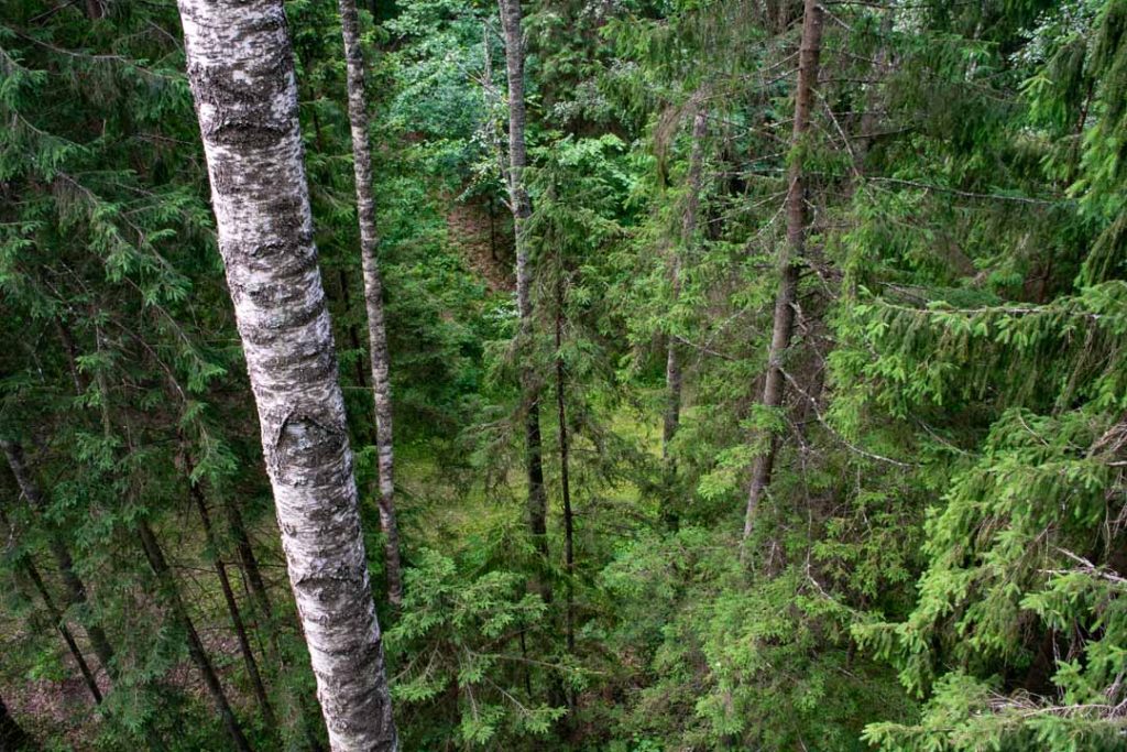 Anyksciai Forest, Visit Anyksciai Lithuania