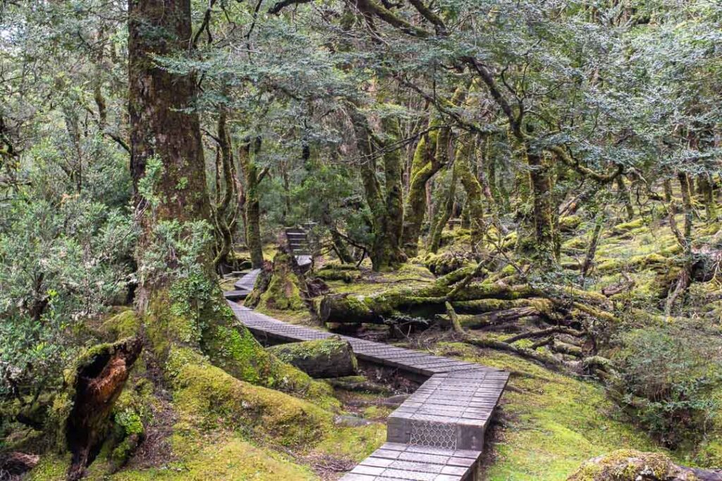 Knyvet Forest Cradle Mountain