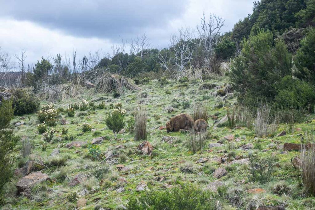 Wombat Tasmania