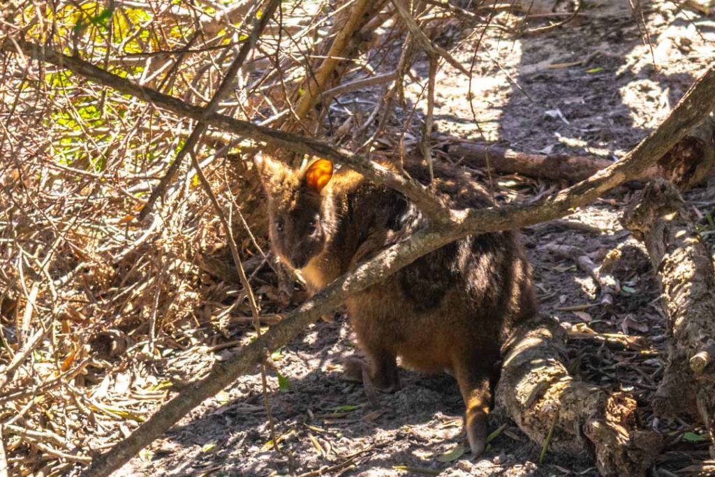 Pademelon Northern Tasmania