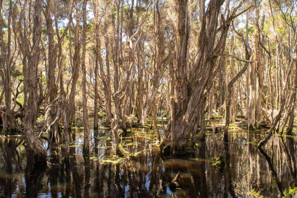 Narawntapu National Park, Northern Tasmania