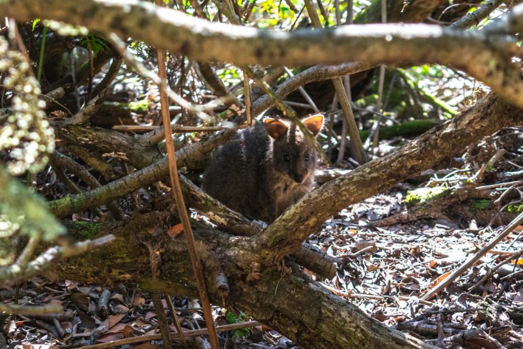 Pademelon Northern Tasmania