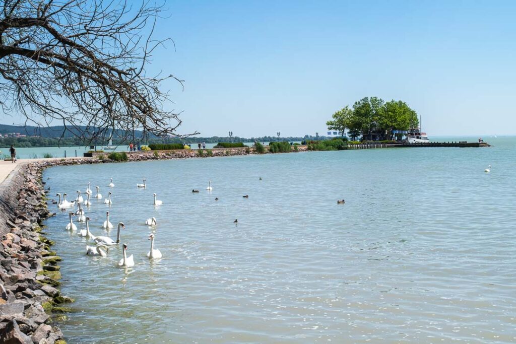 Swans Keszthely Lake Balaton