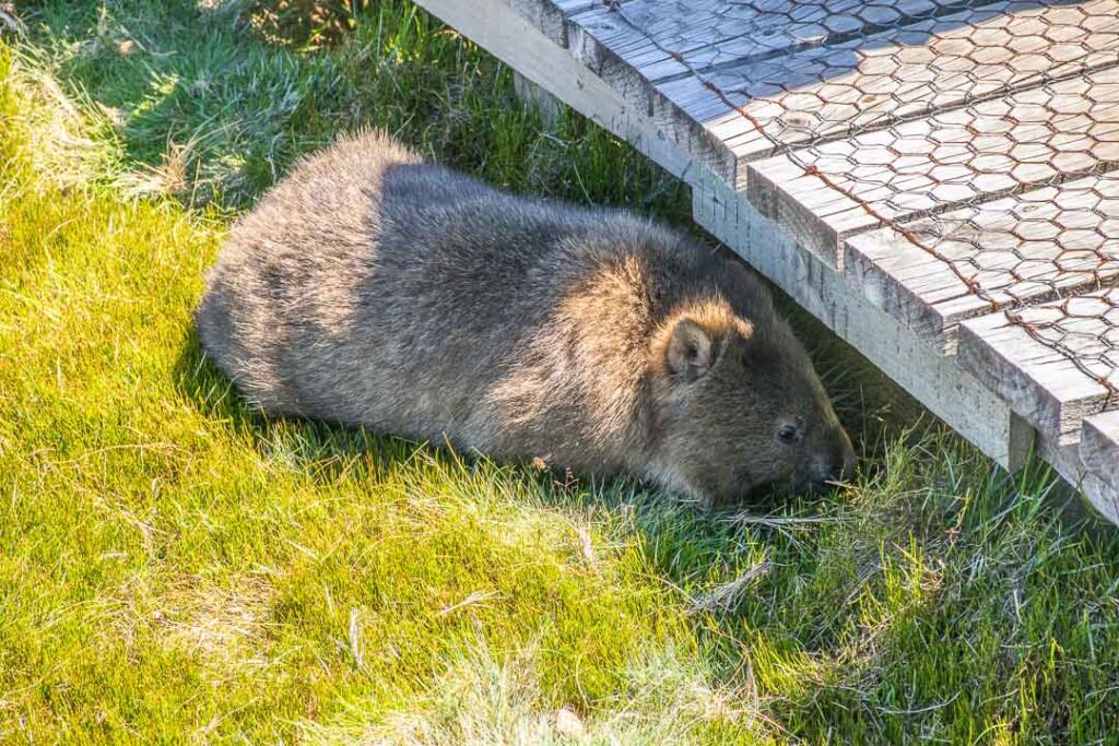 Ronnie Creek Wombat