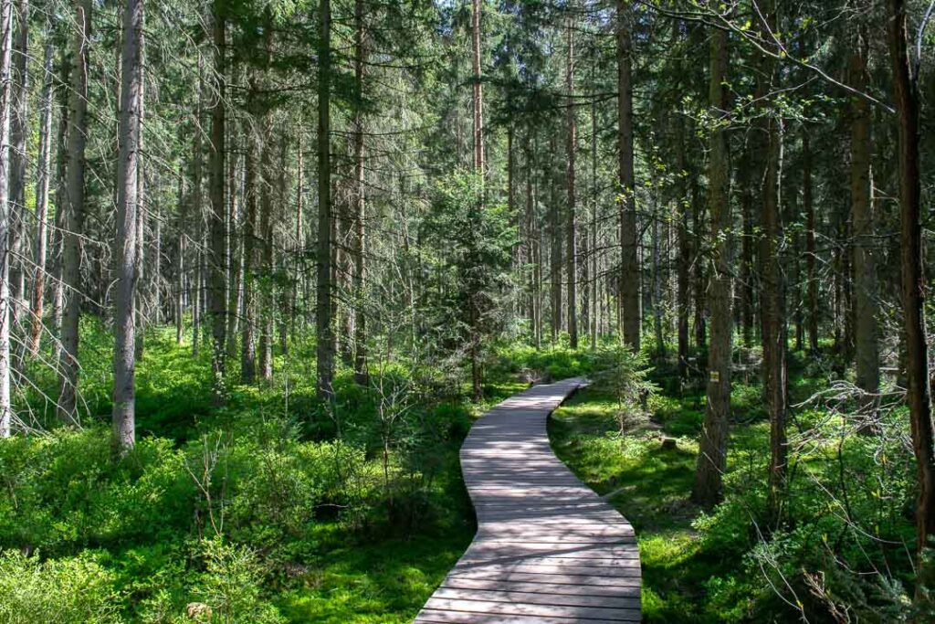 Wolf Gorge, Boardwalk Teplice Rocks